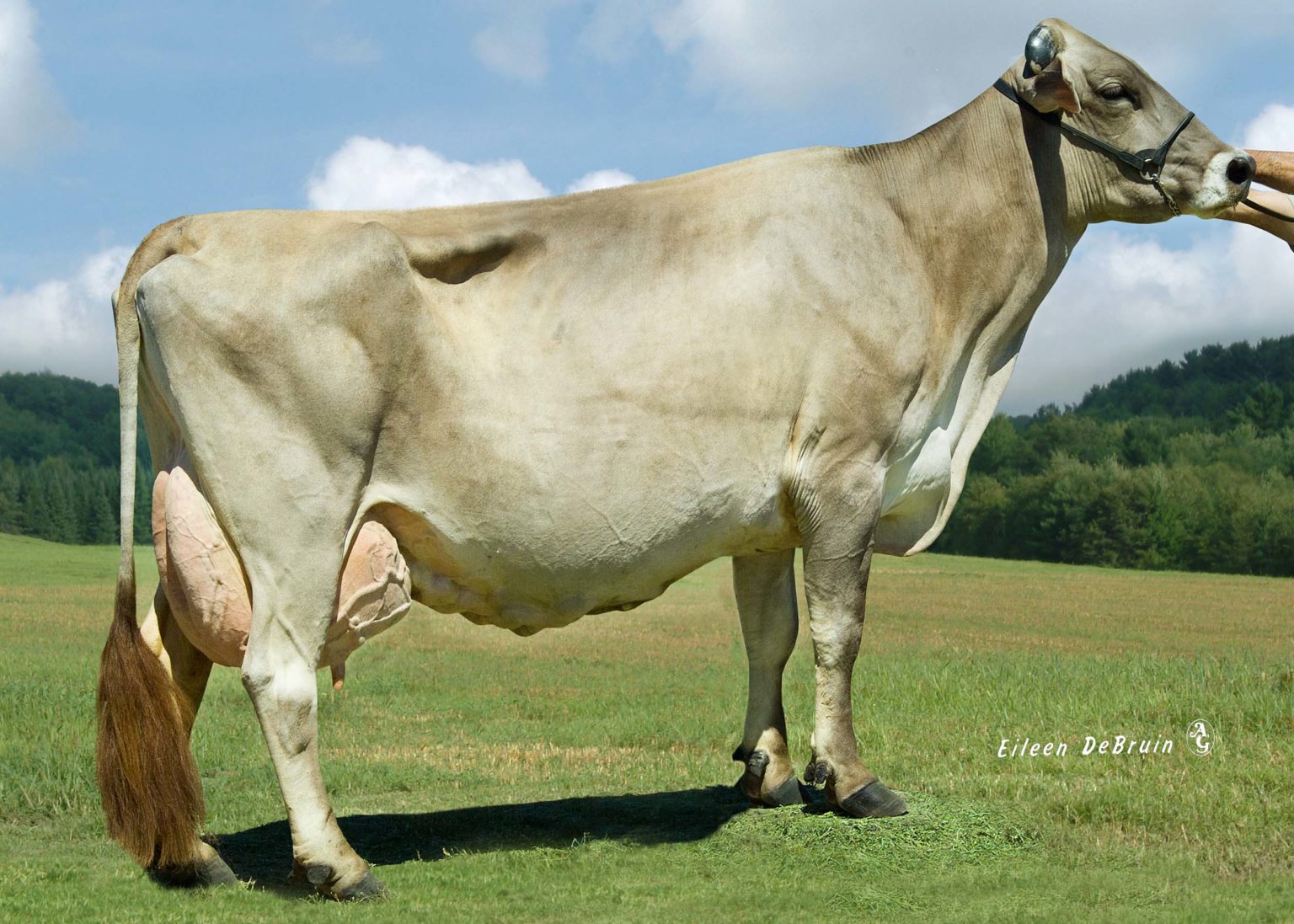 Wisconsin Dairy Cows 